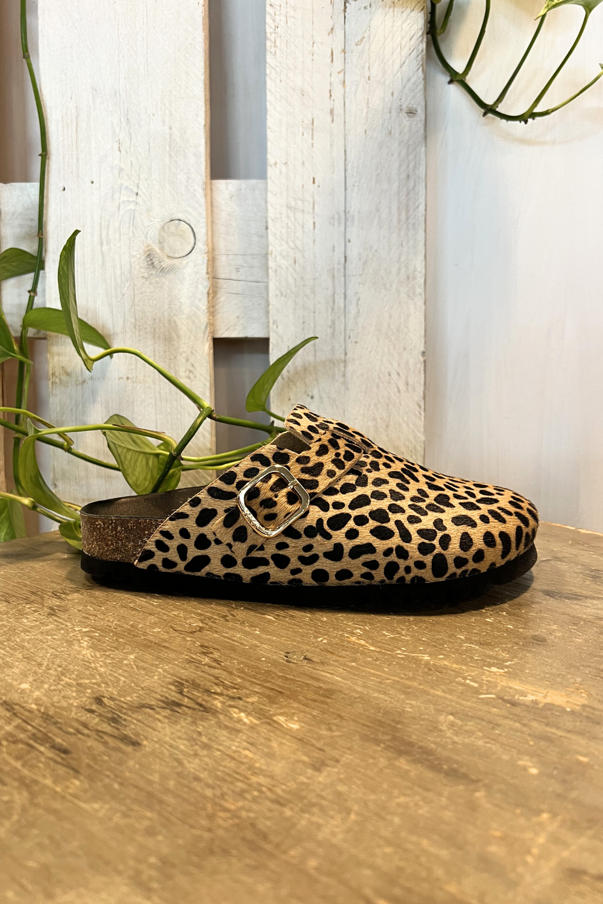 Ciabattina leopardata
